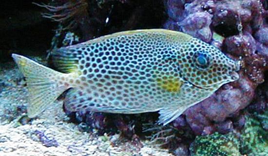 CÁ DÌA GIỐNG CÁ DÌA GIỐNG