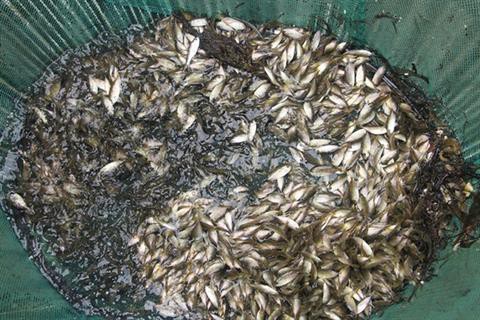 CÁ KÌNH GIỐNG CÁ KÌNH GIỐNG
