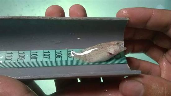 CÁ MÚ CỌP GIỐNG CHẤT LƯỢNG CÁ MÚ CỌP GIỐNG CHẤT LƯỢNG