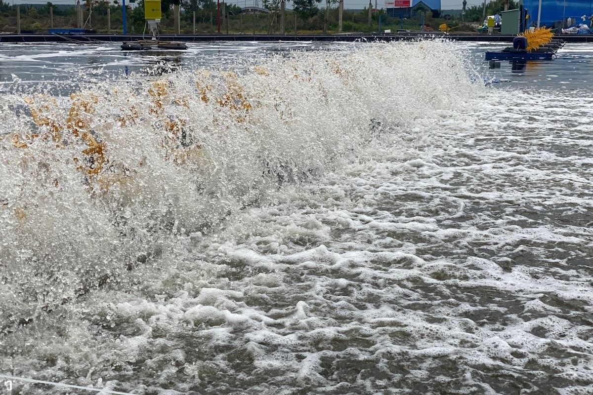 Quạt vẫn chạy nhưng tôm vẫn rớt đáy: Vấn đề nằm ở đâu?