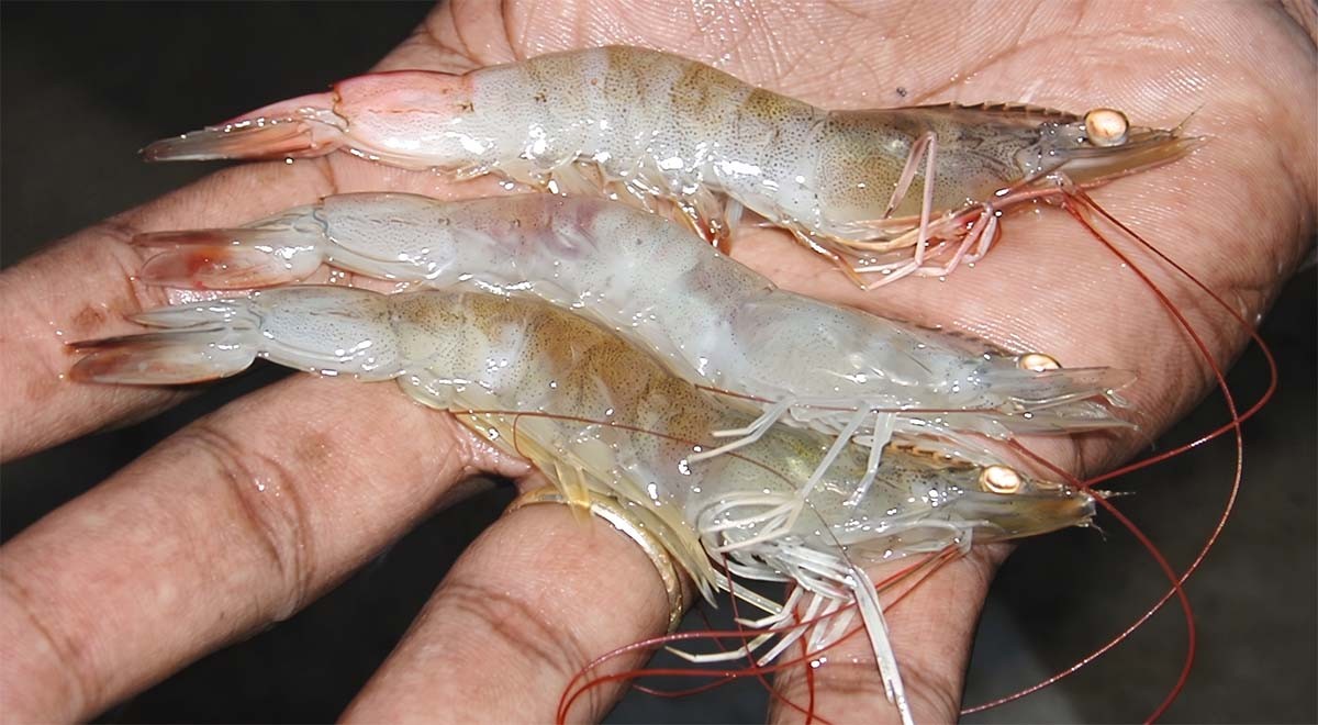 Kiểm soát 5 bệnh thường gặp trên tôm thẻ chân trắng trong mùa nắng nóng