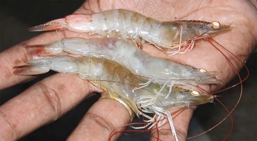Kiểm soát 5 bệnh thường gặp trên tôm thẻ chân trắng trong mùa nắng nóng