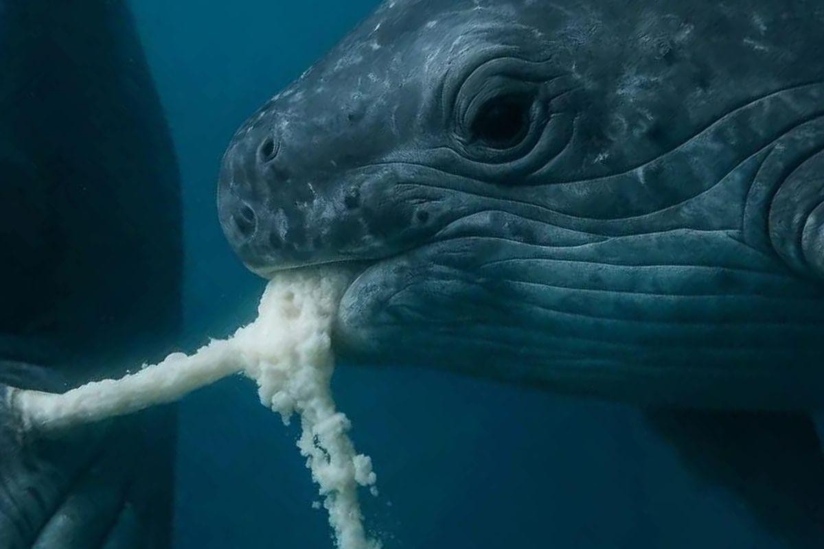 Loại sữa đặc như phô mai giúp cá voi tăng đến 45kg mỗi ngày