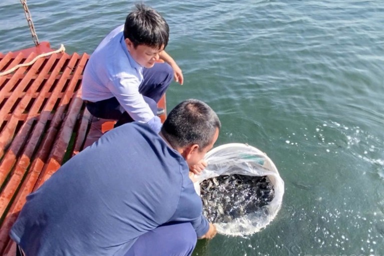 Lào Cai tự chủ con giống, đưa 4.000 tấn thủy sản 'vươn' ra thị trường lớn