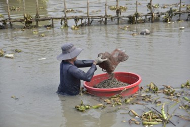 Nữ nông dân An Giang tay trắng làm nên cơ nghiệp, thu 800 triệu mỗi năm từ con sò huyết