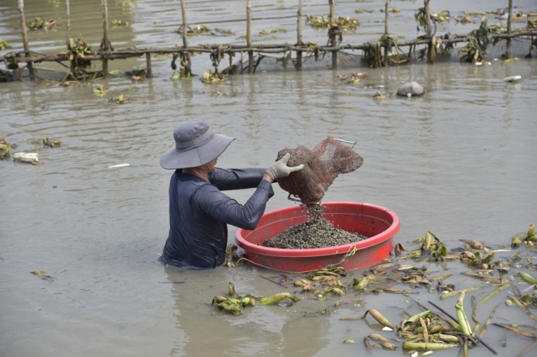 Nữ nông dân An Giang tay trắng làm nên cơ nghiệp, thu 800 triệu mỗi năm từ con sò huyết