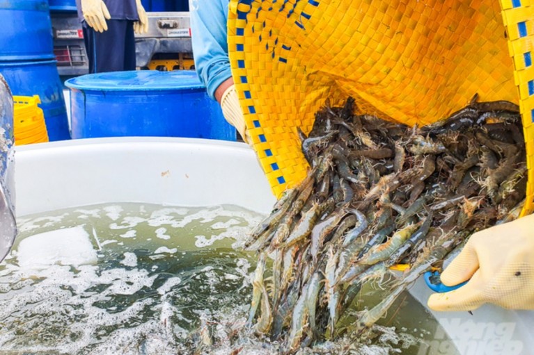 Xu hướng phát triển nuôi tôm bền vững bằng công nghệ xanh