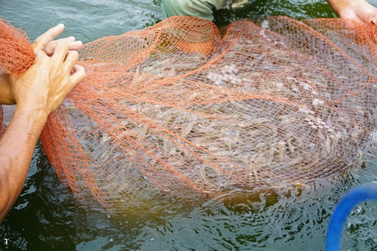 Giá tôm thẻ tăng vọt, người nuôi ở Đồng Nai phấn khởi