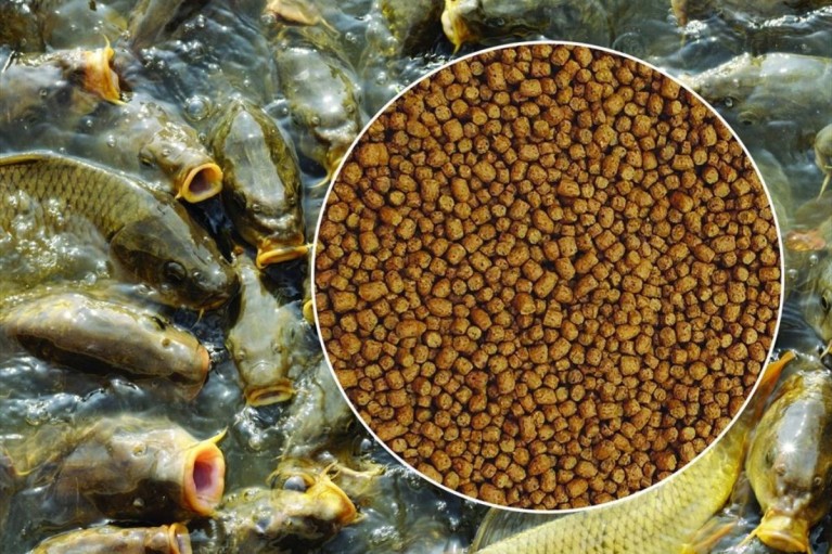 Vai trò ngày càng lớn của enzyme trong thức ăn thủy sản