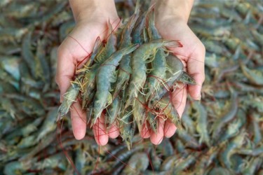 Điều chỉnh môi trường nuôi tôm để có màu sắc đẹp nhằm nâng giá trị khi thu hoạch