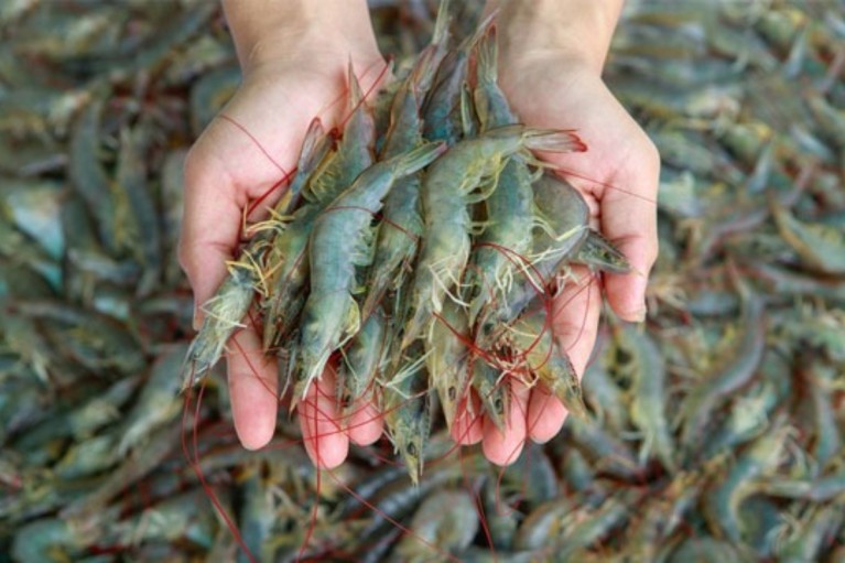 Điều chỉnh môi trường nuôi tôm để có màu sắc đẹp nhằm nâng giá trị khi thu hoạch