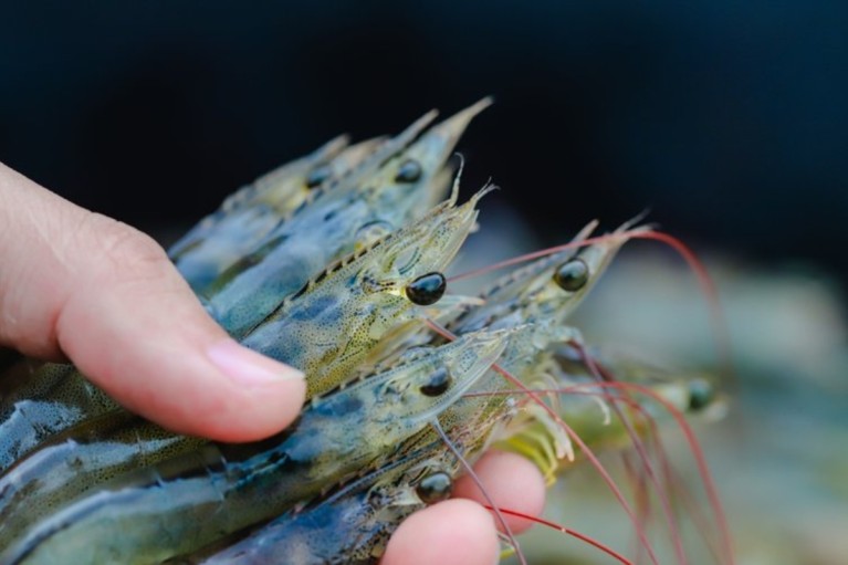 Đạt FTA với EU, tôm Ấn Độ gia tăng sức ép cạnh tranh lên tôm Việt Nam