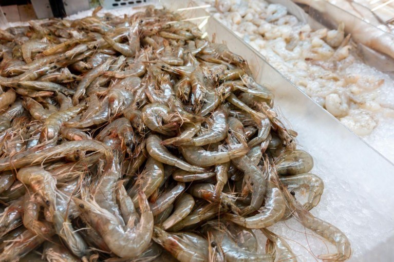 Trung Quốc: “Cứu cánh” hay “bẫy ngọt ngào” cho tôm Việt?