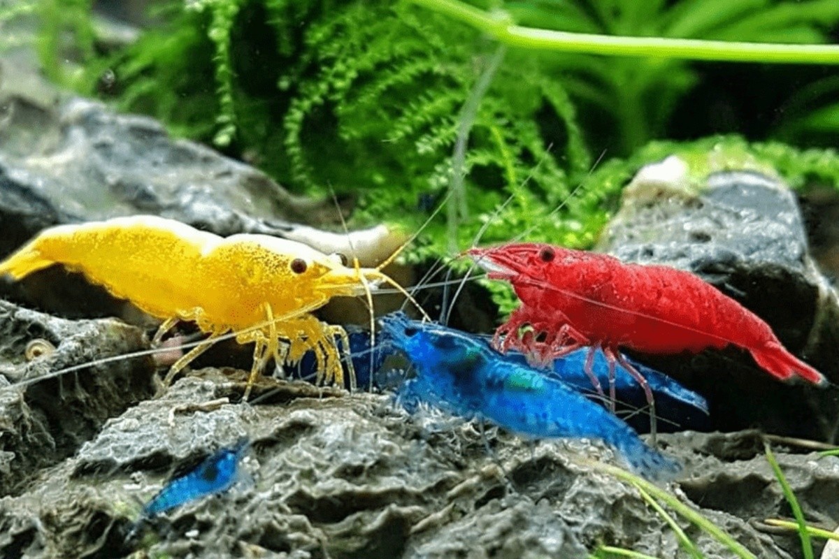 6 Loài Tôm Càng Cảnh Được Nuôi Phổ Biến Nhất Hiện Nay