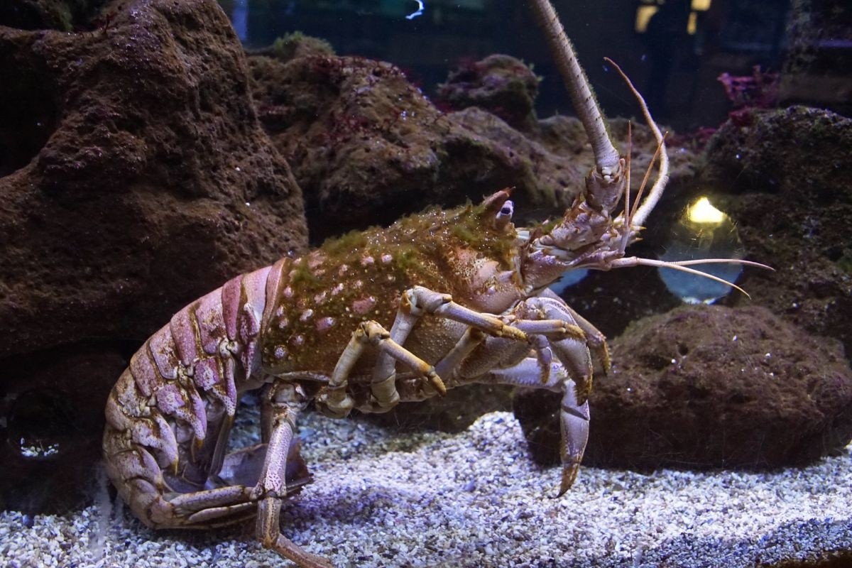 Không càng nhưng đắt tựa vàng: Giải mã bí mật của tôm hùm đá