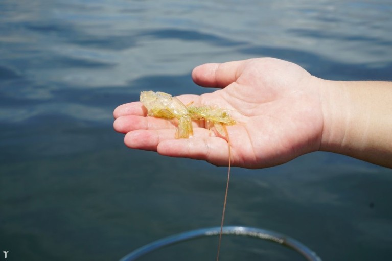 Tại sao tôm đồng loạt lột xác vào ngày Rằm?