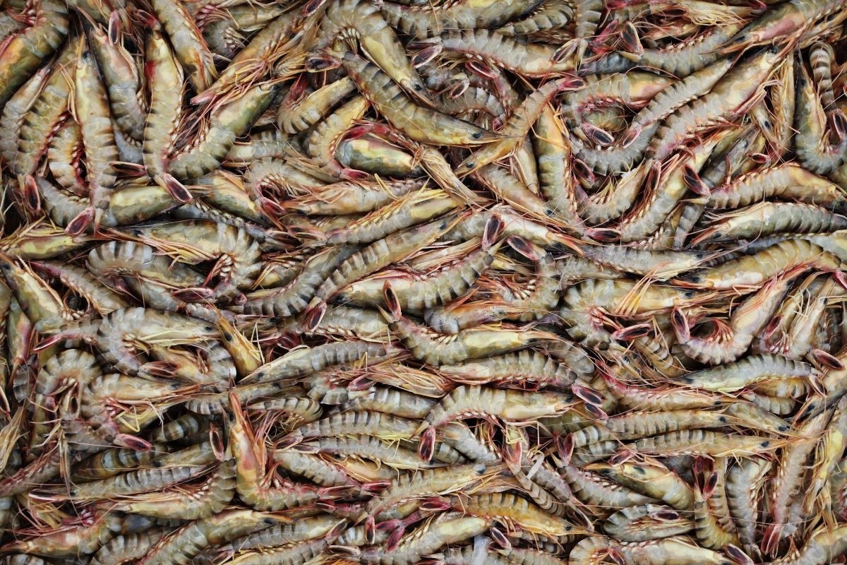 Tôm lúa 2.0: Nâng cấp mô hình truyền thống để bán giá chuẩn Âu