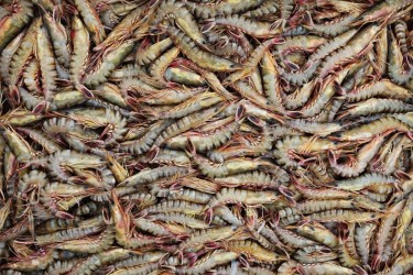 Tôm lúa 2.0: Nâng cấp mô hình truyền thống để bán giá chuẩn Âu