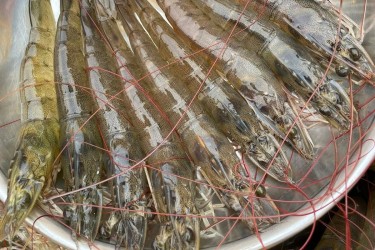 Nguyên nhân dẫn đến bùng nổ tảo giáp