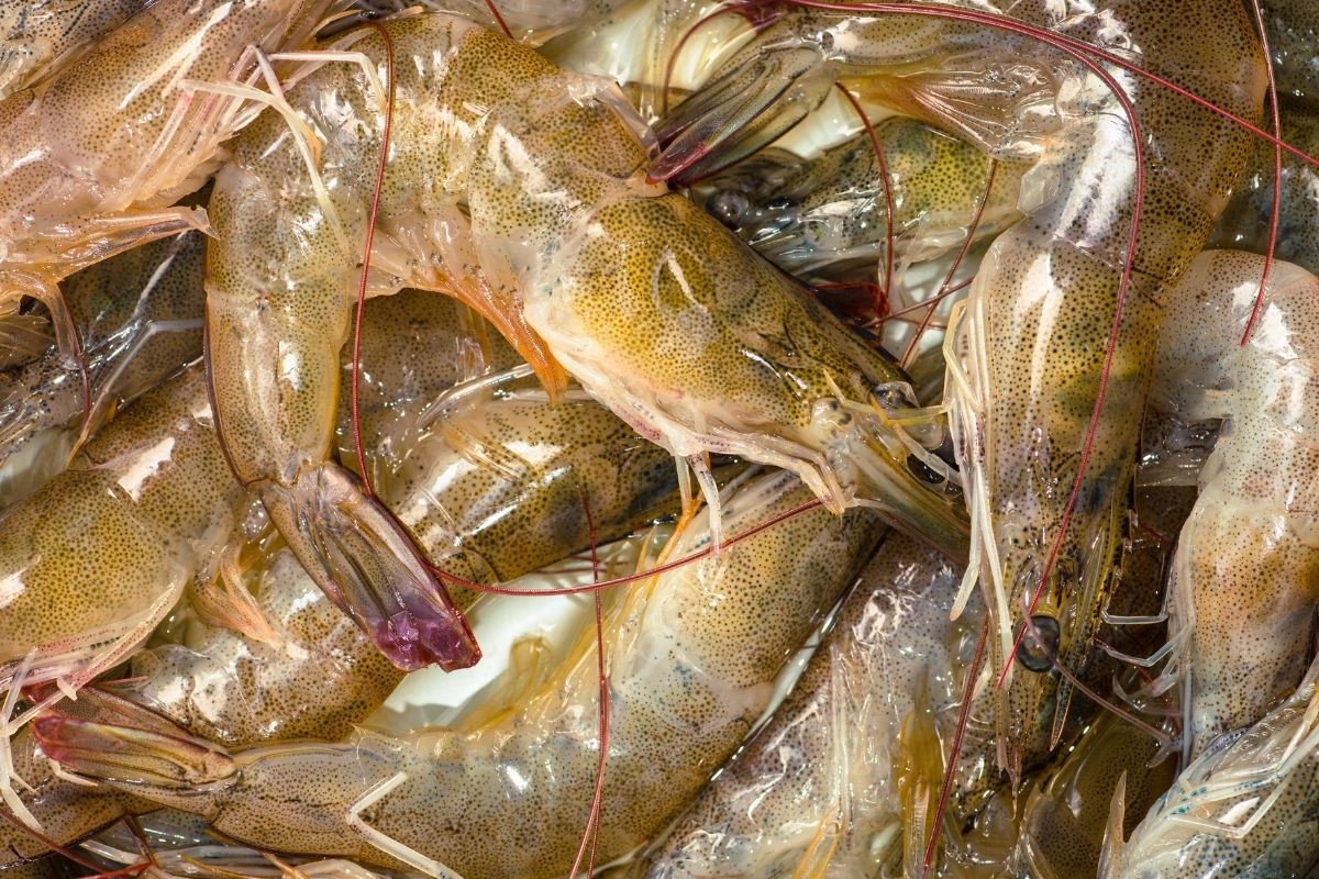 Cách phân biệt tôm tươi tự nhiên và tôm bị bơm tạp chất