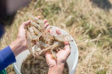 Nuôi tôm ao đất truyền thống hay ao nổi lót bạt mật độ cao