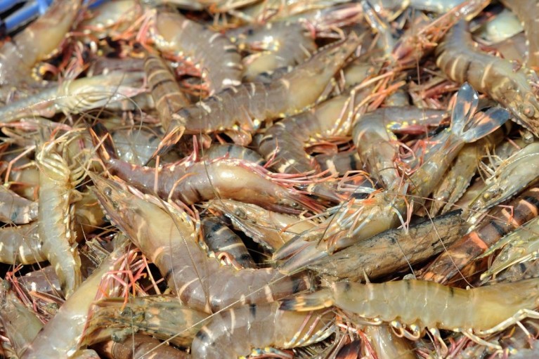 Thương lái đang thay đổi cách mua tôm như thế nào?