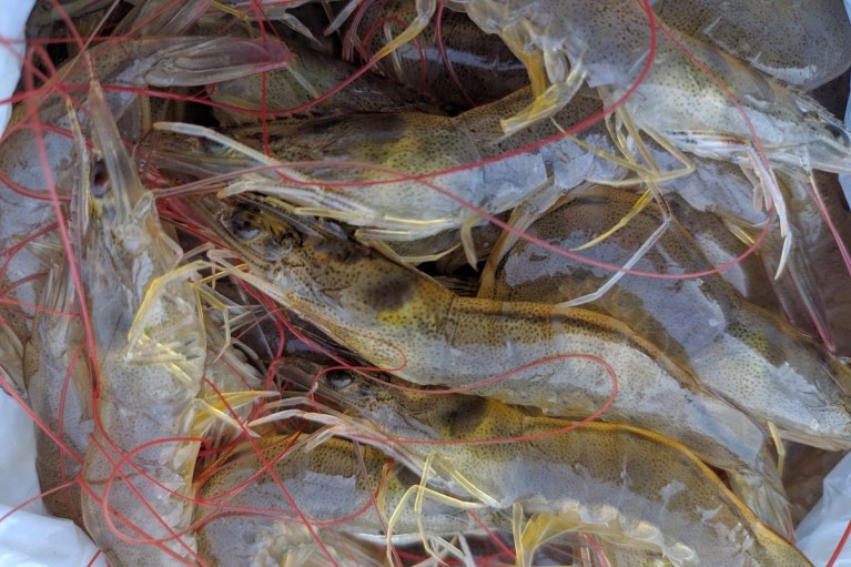 Vì sao tôm sau thu hoạch bị đen đầu rất nhanh?