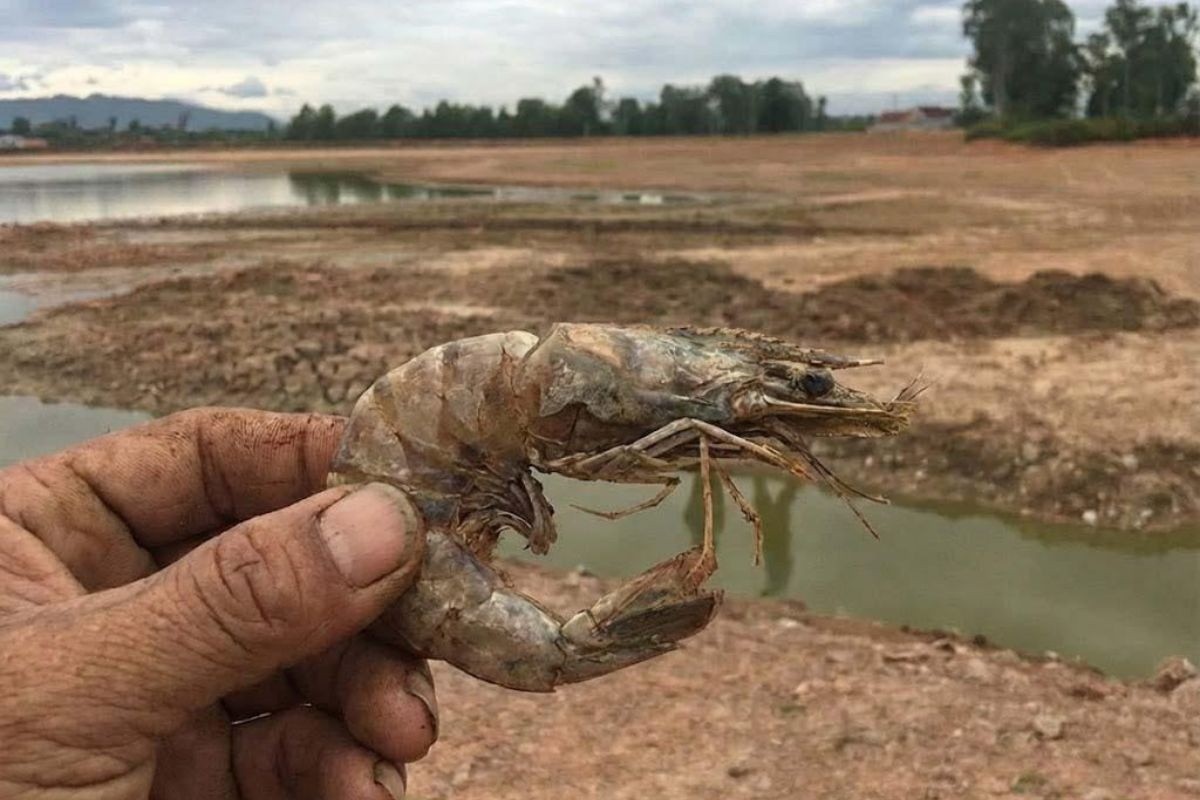 Xâm nhập mặn 2026: Mưa trái mùa nhưng mặn vẫn lấn sâu