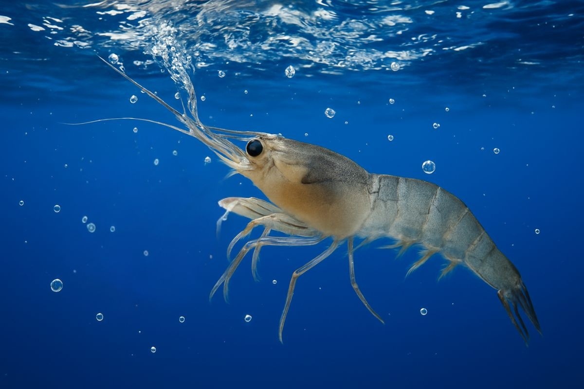 Ứng dụng công nghệ Nano Bubble trong nuôi trồng thủy sản