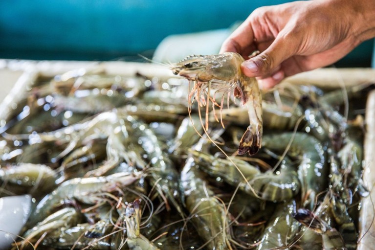 MMPA: Rào cản mới đe dọa thủy sản Việt tại Mỹ