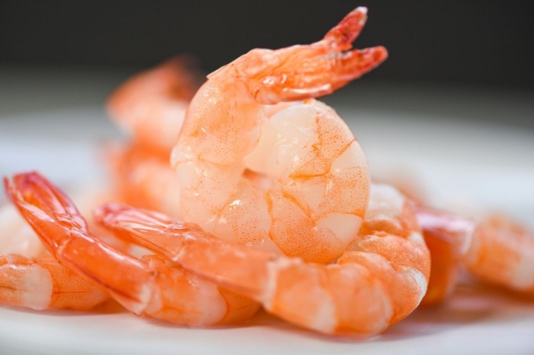 Ảnh hưởng của tôm đối với vết thương hở