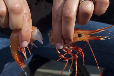 Vì sao không nên xay đầu tôm nấu canh?