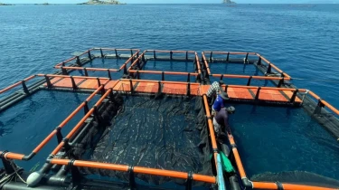 Lồng nuôi biển công nghệ cao, giải pháp bền vững cho nghề nuôi thủy sản