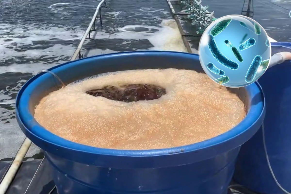 Vi sinh xử lý đáy: Giải pháp kiểm soát NH₃, NO₂ và H₂S cho ao nuôi bền vững