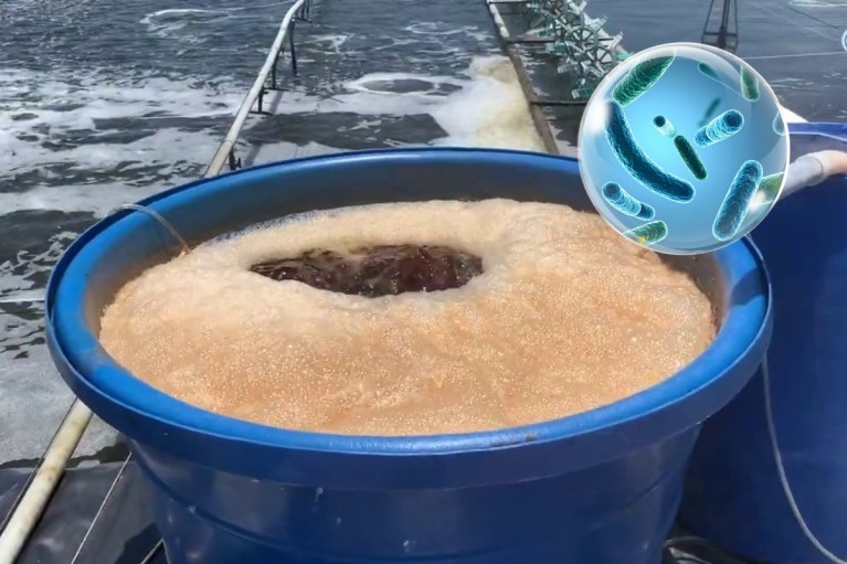 Vi sinh xử lý đáy: Giải pháp kiểm soát NH₃, NO₂ và H₂S cho ao nuôi bền vững