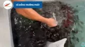 Cá Giống Trường Phát