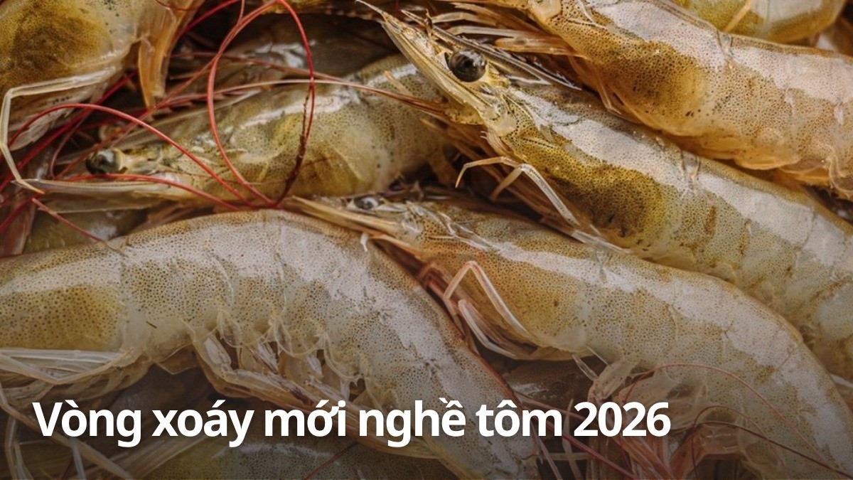 Vòng xoáy mới của nghề tôm 2026