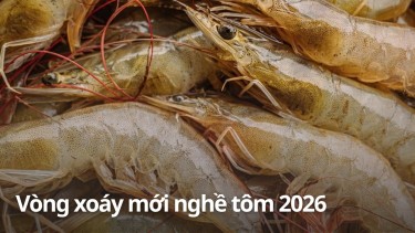 Vòng xoáy mới của nghề tôm 2026